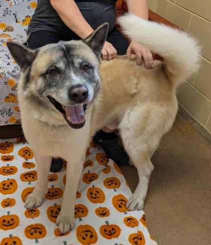 Enlarge Kuma, a Adoptable mixed breed in Sanford, FL image 2/3