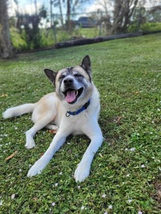 Enlarge Kuma, a Adoptable mixed breed in Sanford, FL image 3/3