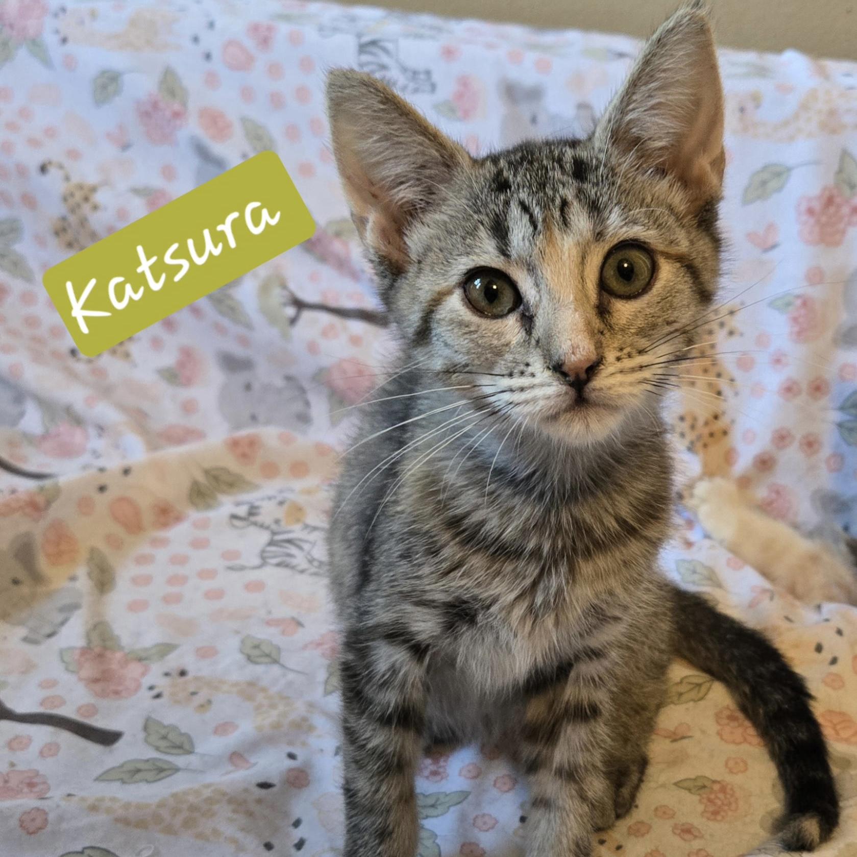 Katsura, adopted, Kitten Female Domestic Short Hair.