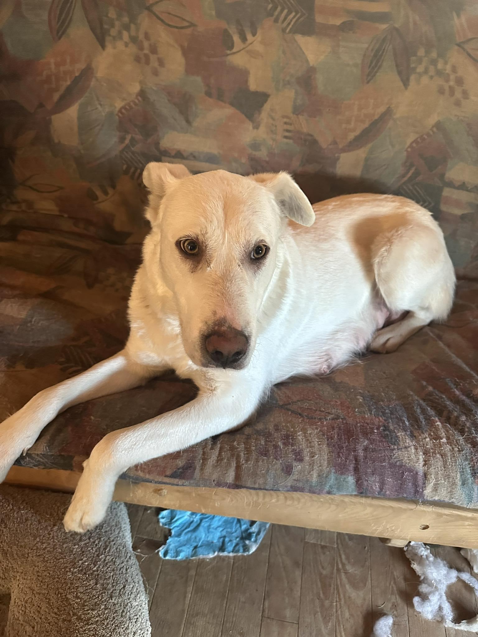 Zeo, ADOPTABLE, Young Female Labrador Retriever.