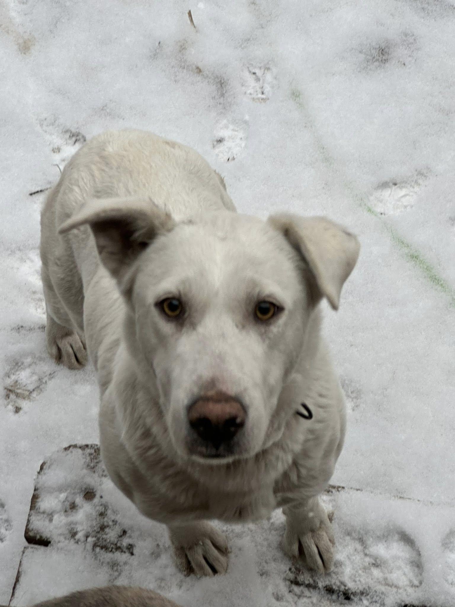 Zeo, ADOPTABLE, Young Female Labrador Retriever.
