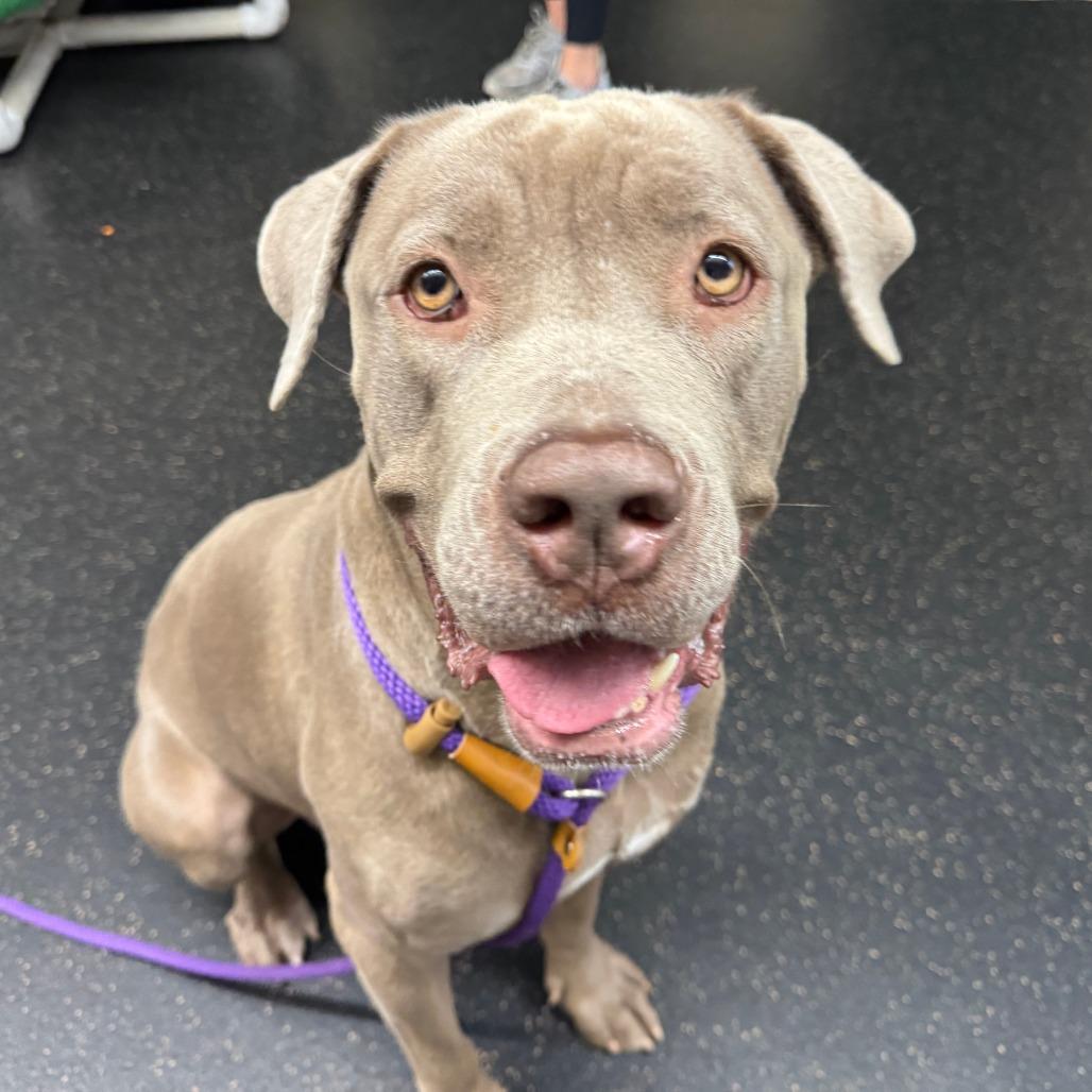 Margaret Woofington, a Adoptable Pit Bull Terrier in Pasadena, CA image 1/3