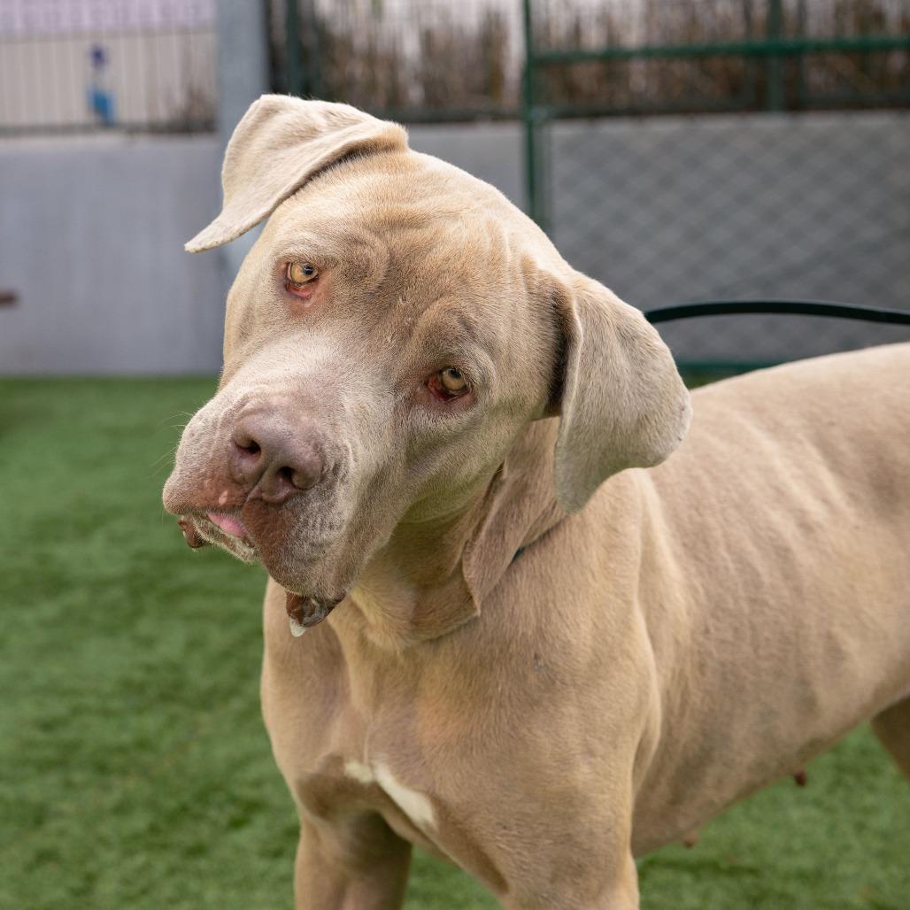 Margaret Woofington, a Adoptable Pit Bull Terrier in Pasadena, CA image 2/3