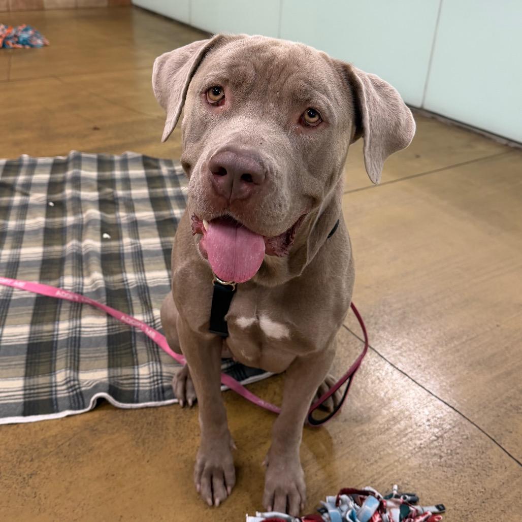 Enlarge Margaret Woofington, a Adoptable Pit Bull Terrier in Pasadena, CA image 3/4