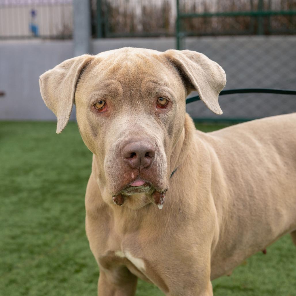 Margaret Woofington, a Adoptable Pit Bull Terrier in Pasadena, CA image 3/3