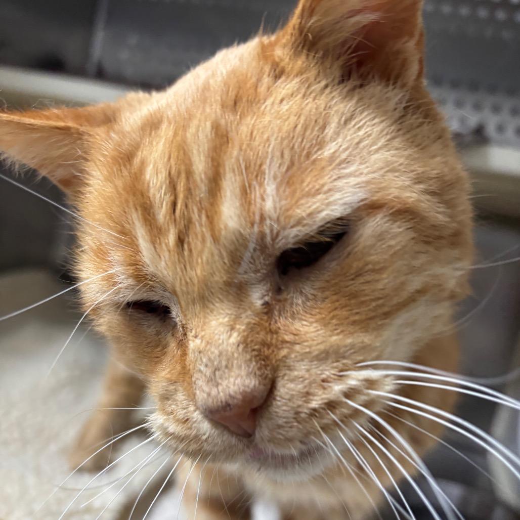 Enlarge Pedro AKA Mr. Grumpy, a Adoptable Domestic Short Hair in Taos, NM image 1/2