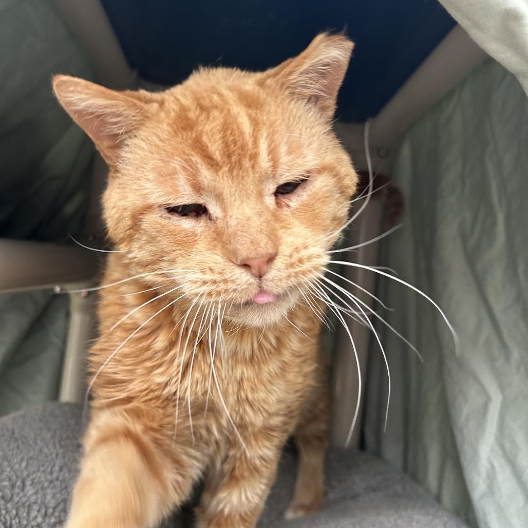 Enlarge Pedro AKA Mr. Grumpy, a Adoptable Domestic Short Hair in Taos, NM image 2/4
