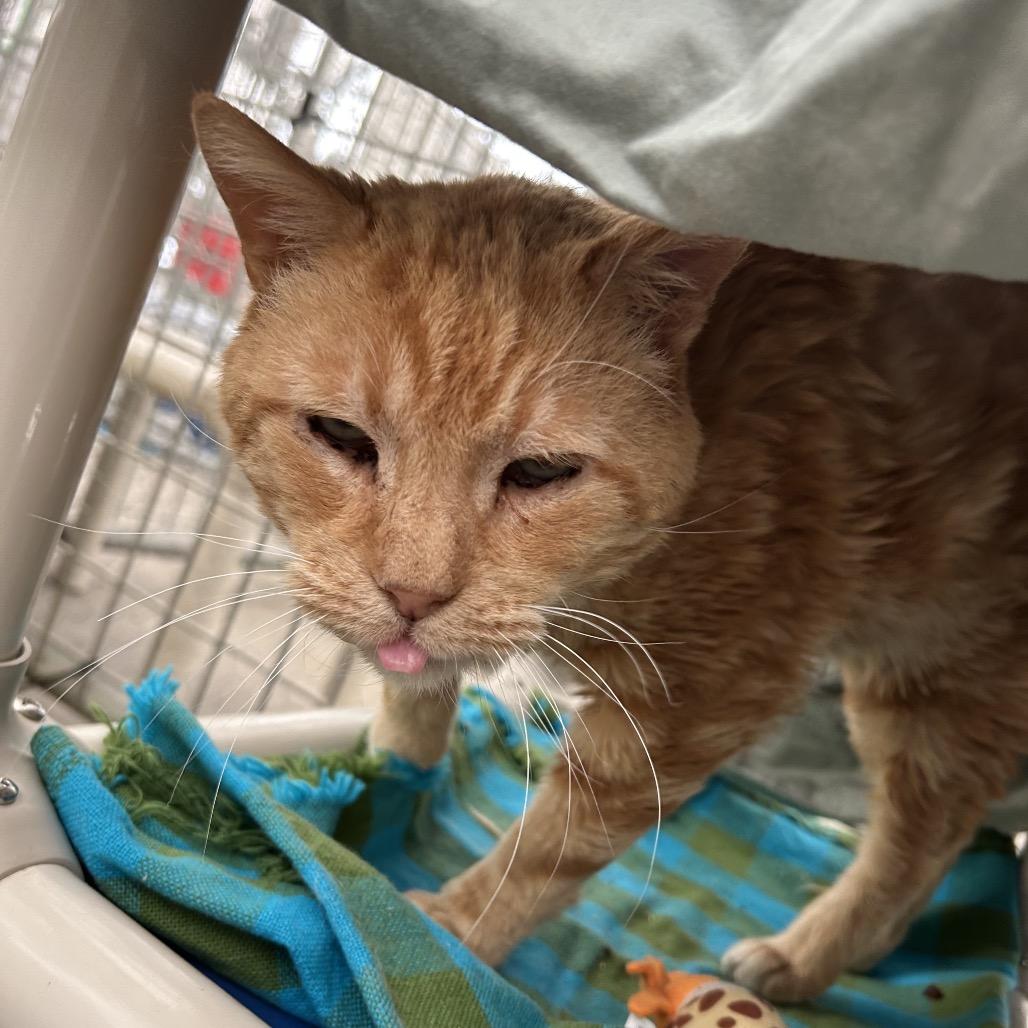 Enlarge Pedro AKA Mr. Grumpy, a Adoptable Domestic Short Hair in Taos, NM image 4/4