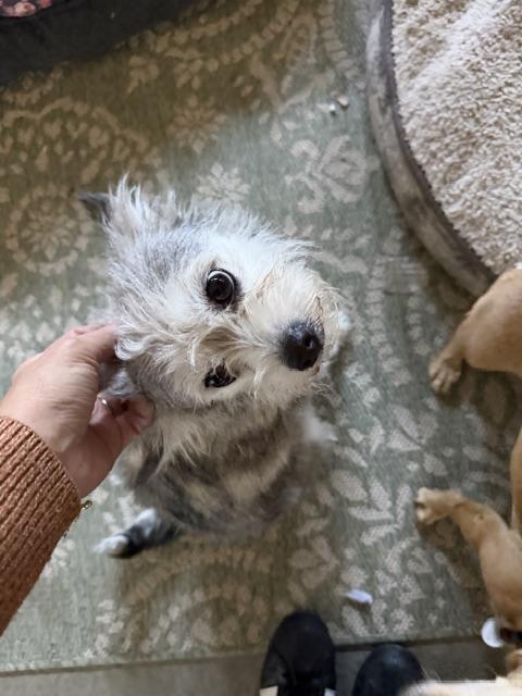 Enlarge Molly, a Adopted mixed breed in clayton , CA image 5/6