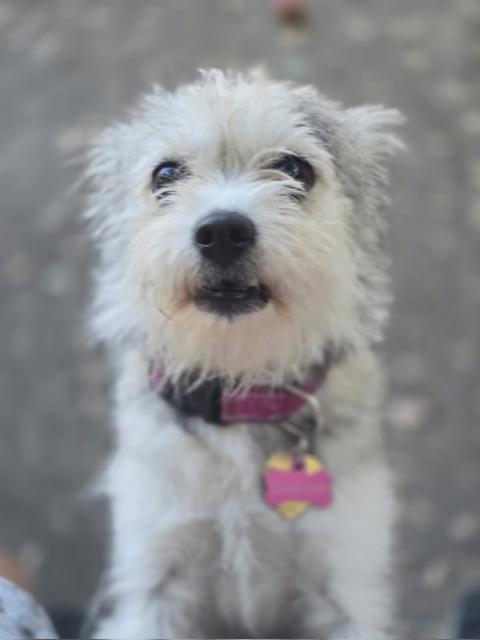 Enlarge Molly, a Adopted mixed breed in clayton , CA image 2/6