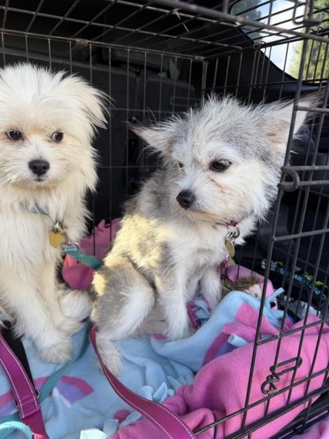 Enlarge Molly, a Adopted mixed breed in clayton , CA image 6/6