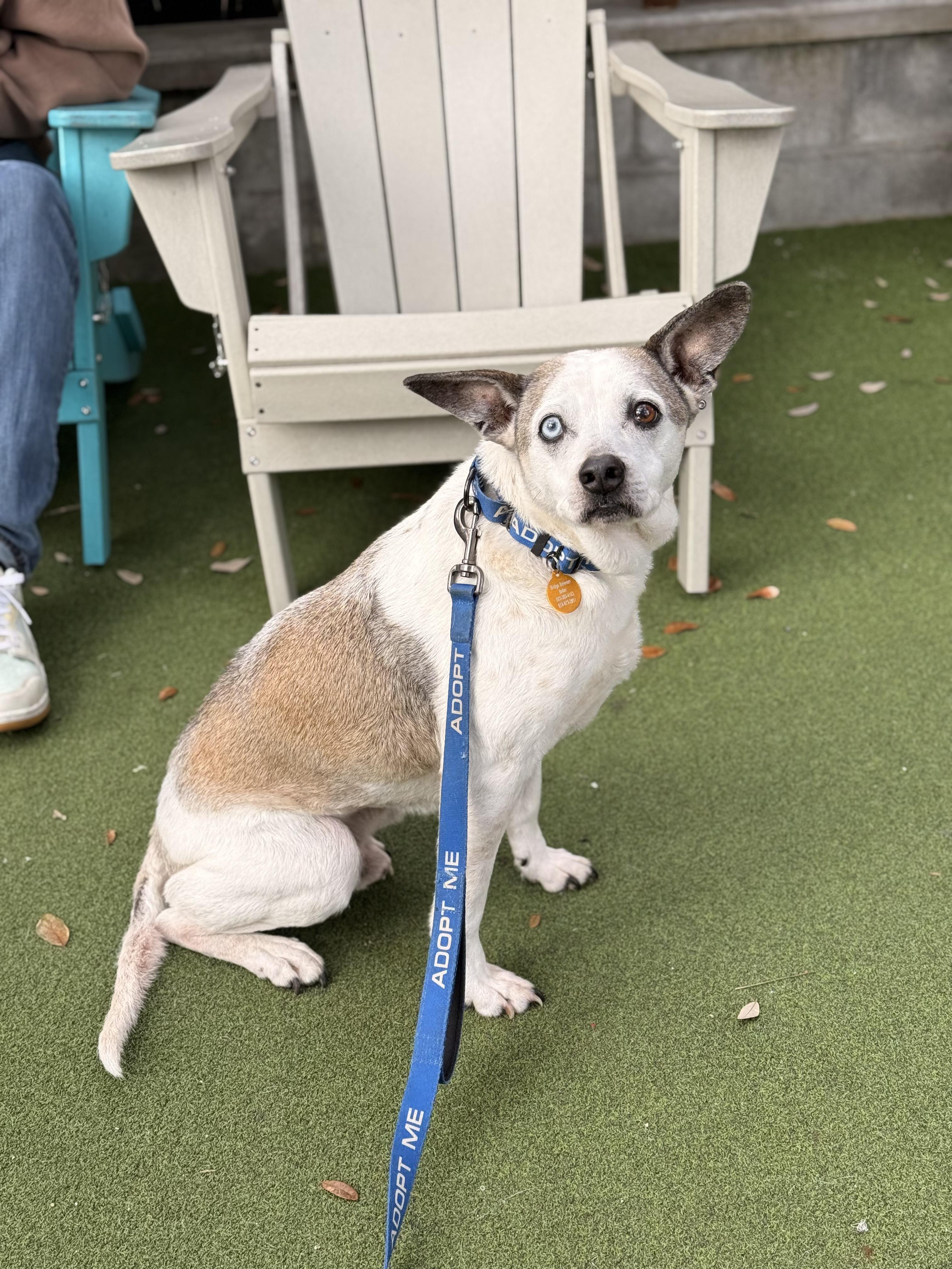 Enlarge Jack, a ADOPTABLE mixed breed in charleston, SC image 1/1