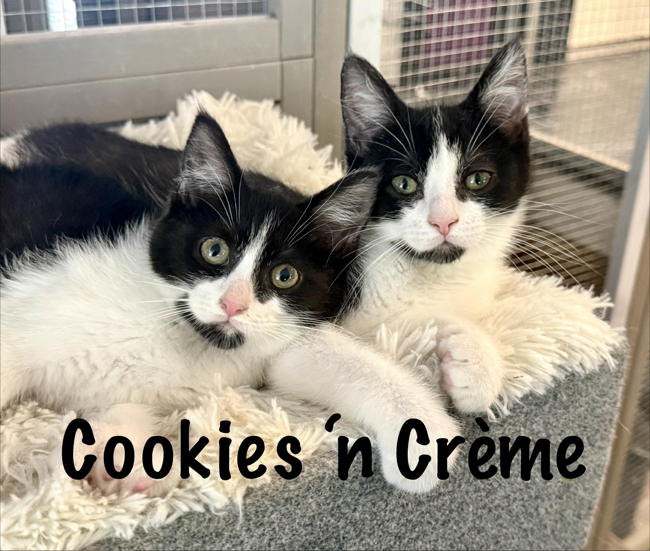 Cookies n Crème, ADOPTABLE, Kitten Female Domestic Short Hair.
