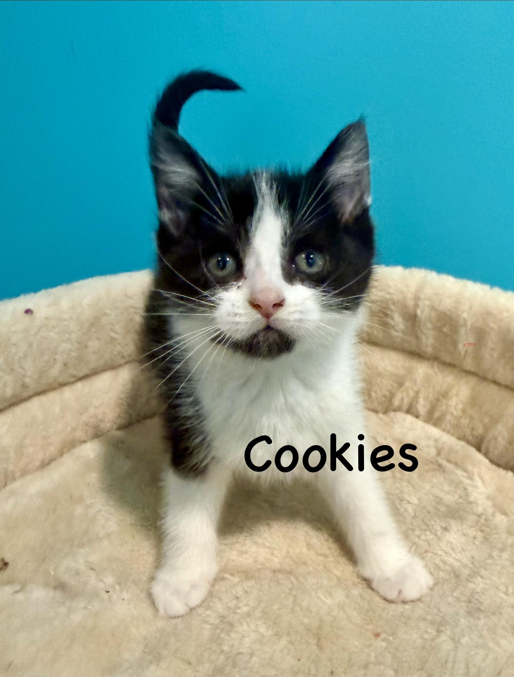 Cookies, Adopted, Kitten Female Domestic Short Hair.