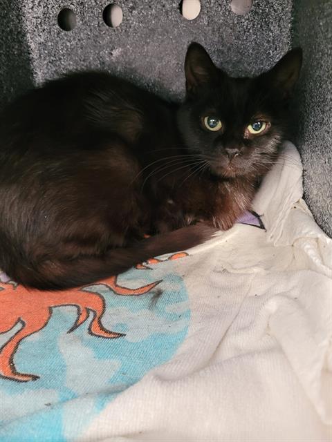 Enlarge SHARON, a Adoptable Domestic Short Hair in Pueblo, CO image 1/1