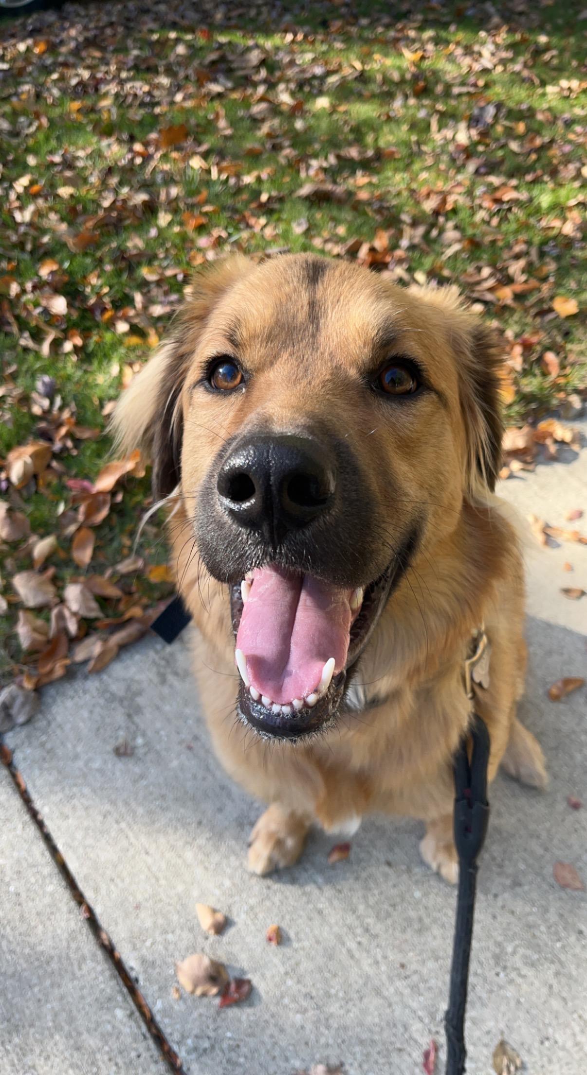 Gus, a ADOPTABLE mixed breed in Warrenville, IL image 1/5