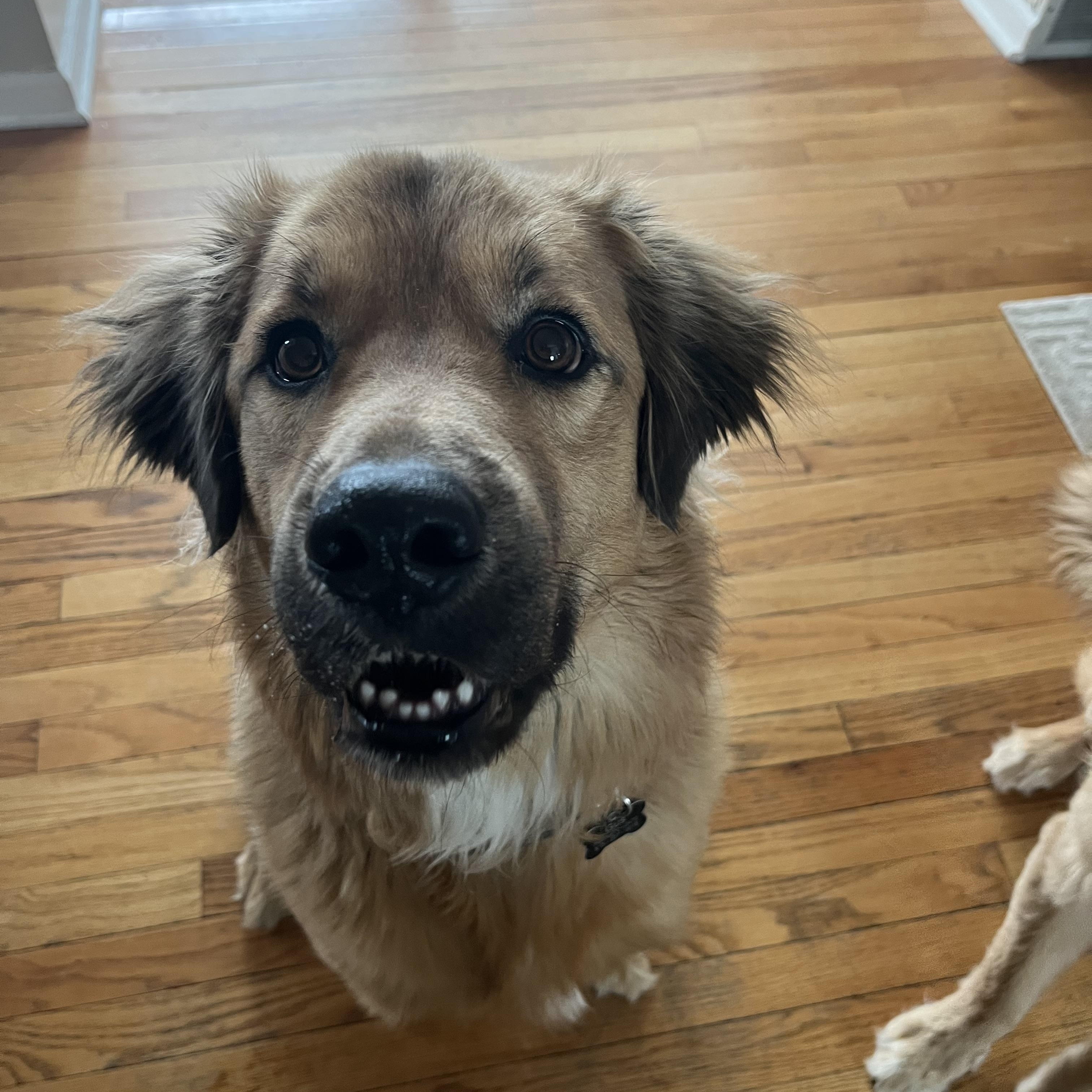 Gus, a ADOPTABLE mixed breed in Warrenville, IL image 4/5