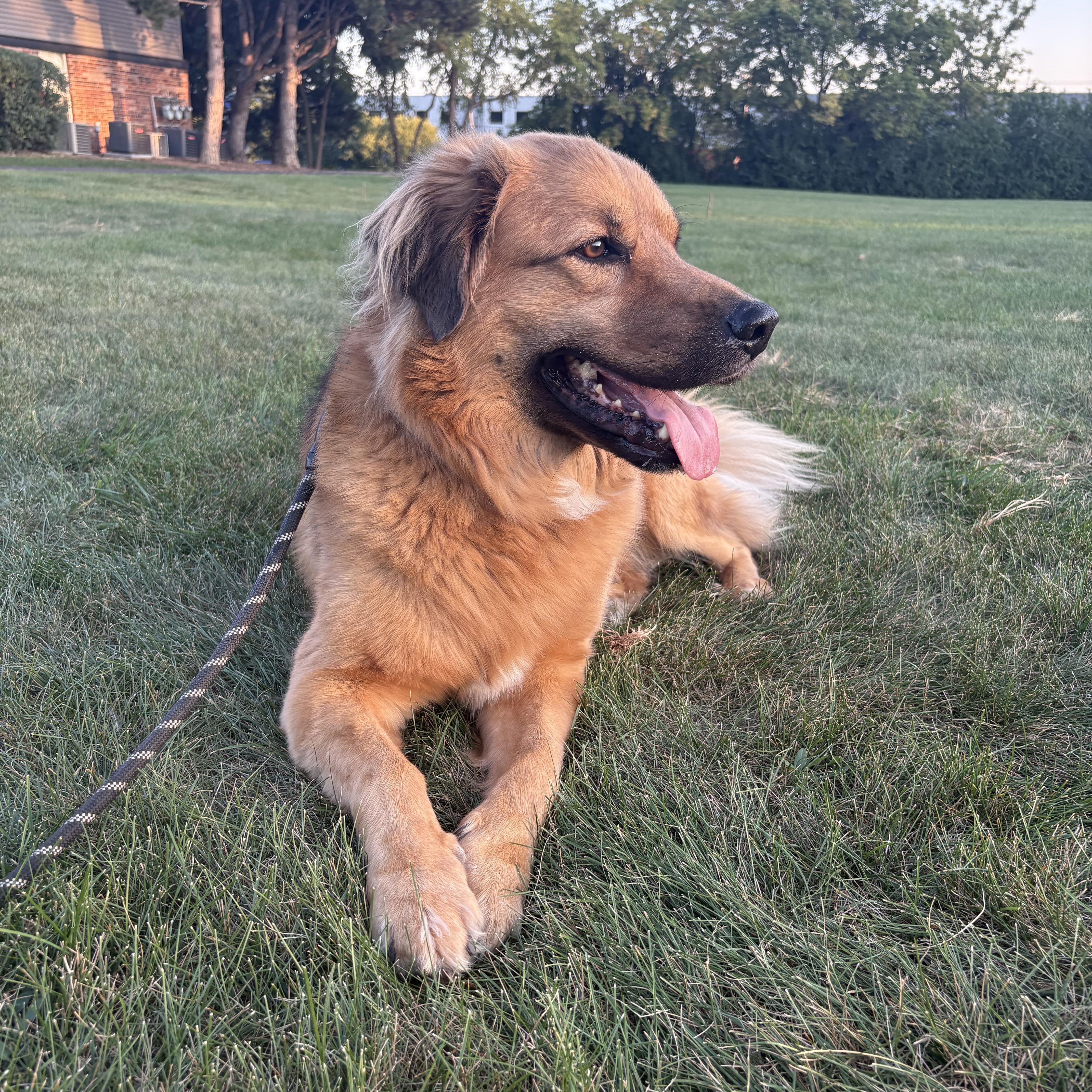 Gus, a ADOPTABLE mixed breed in Warrenville, IL image 2/5