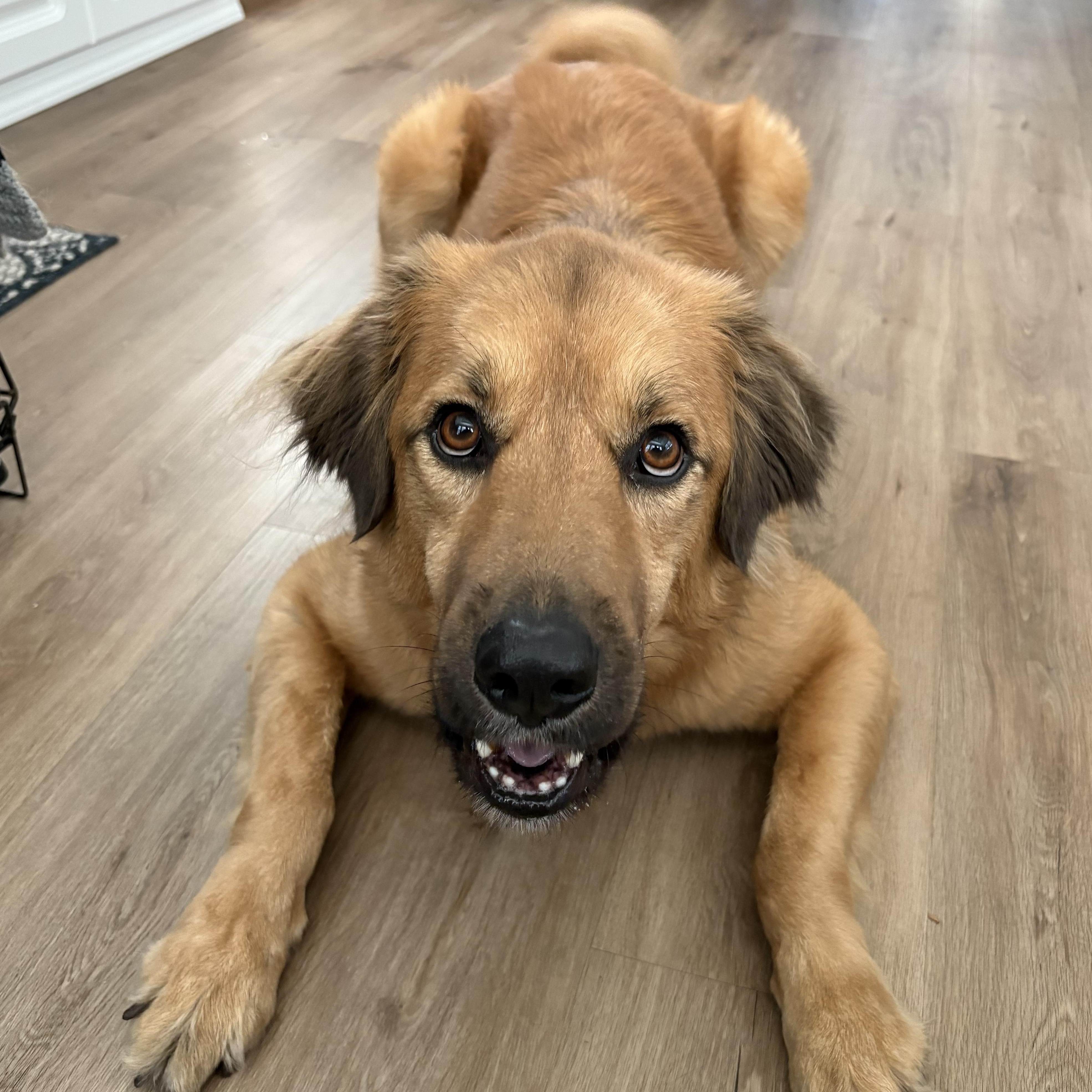 Gus, a ADOPTABLE mixed breed in Warrenville, IL image 3/5
