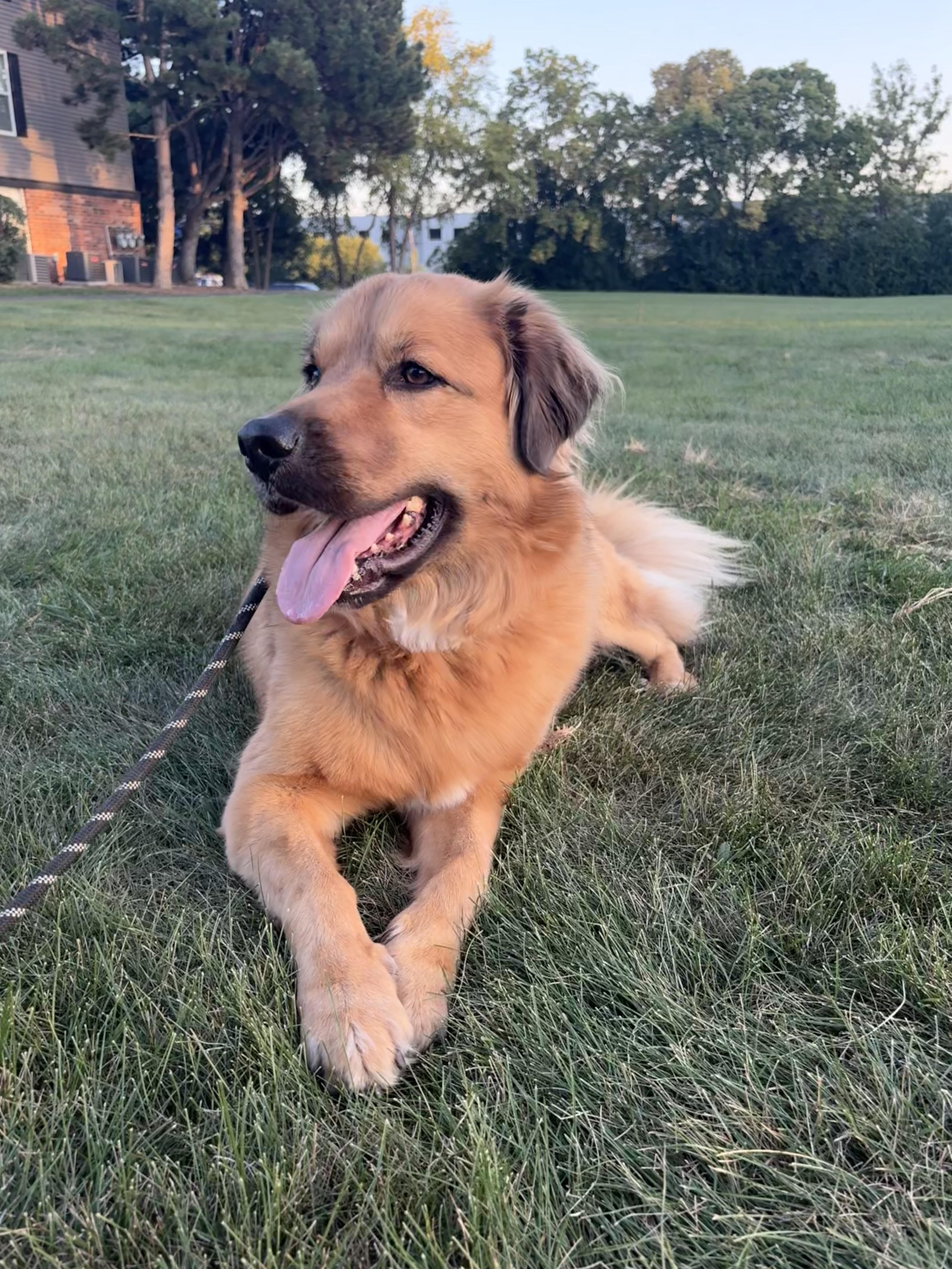 Gus, a ADOPTABLE mixed breed in Warrenville, IL image 5/5