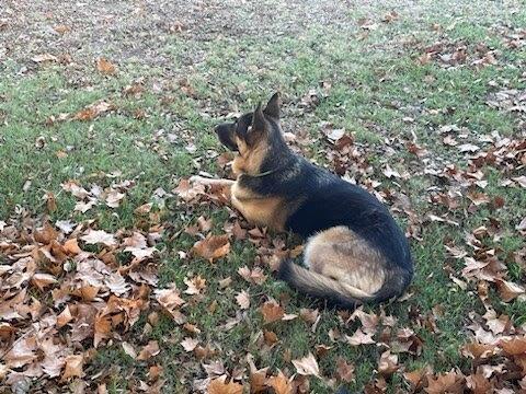Banner, Adoptable, Adult Male German Shepherd Dog.