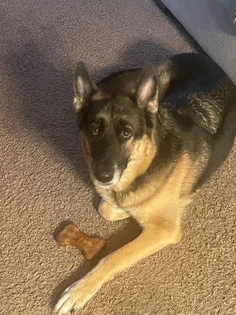 Enlarge Banner, a Adoptable German Shepherd Dog in Waxahachie, TX image 2/6