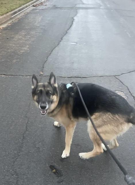 Enlarge Banner, a Adoptable German Shepherd Dog in Waxahachie, TX image 4/6