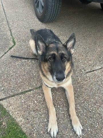 Enlarge Banner, a Adoptable German Shepherd Dog in Waxahachie, TX image 5/6