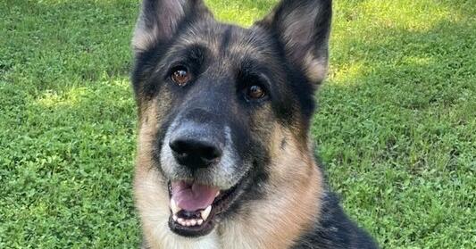 Enlarge Banner, a Adoptable German Shepherd Dog in Waxahachie, TX image 6/6