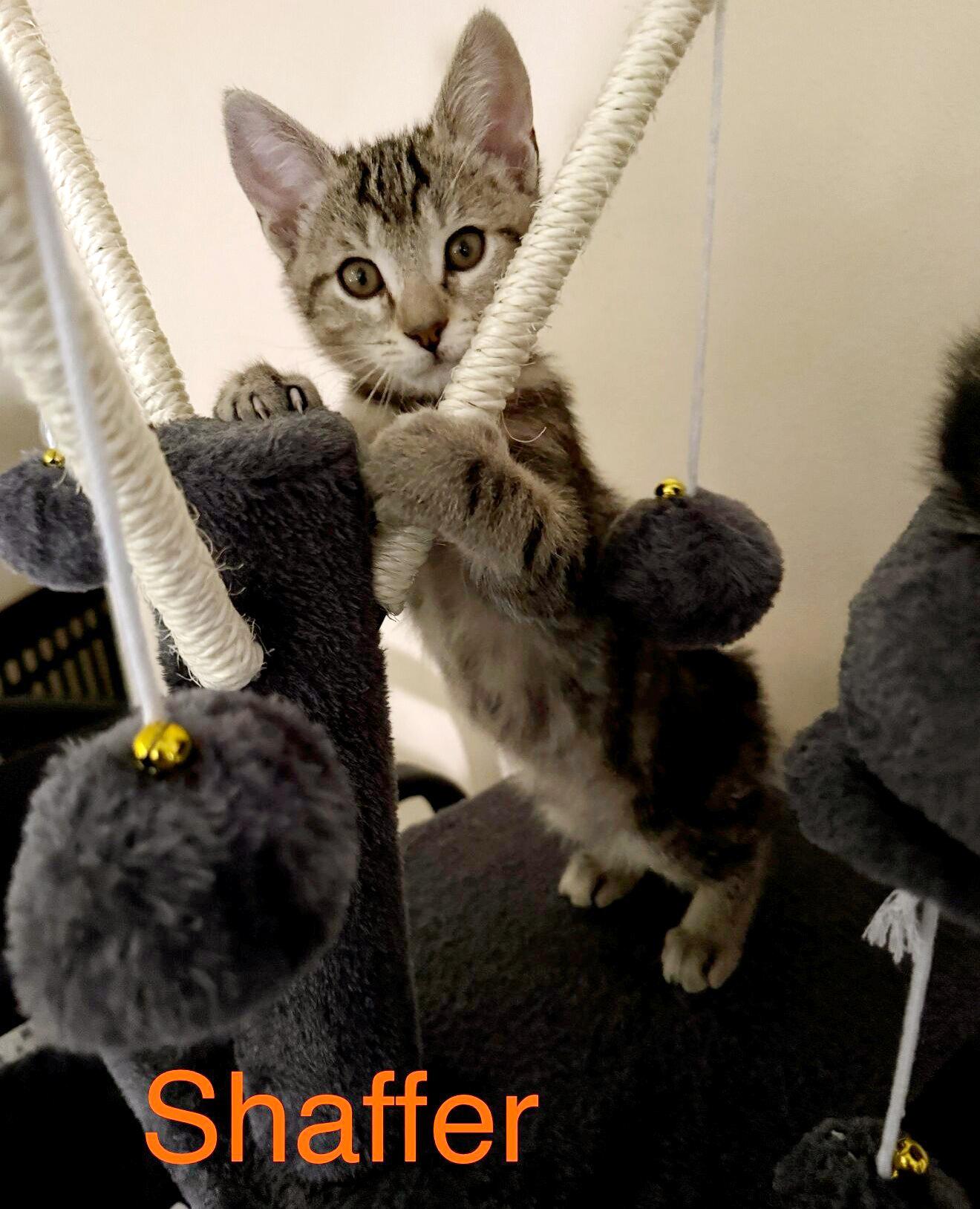Shaffer, ADOPTABLE, Kitten Male Domestic Short Hair & Tabby.