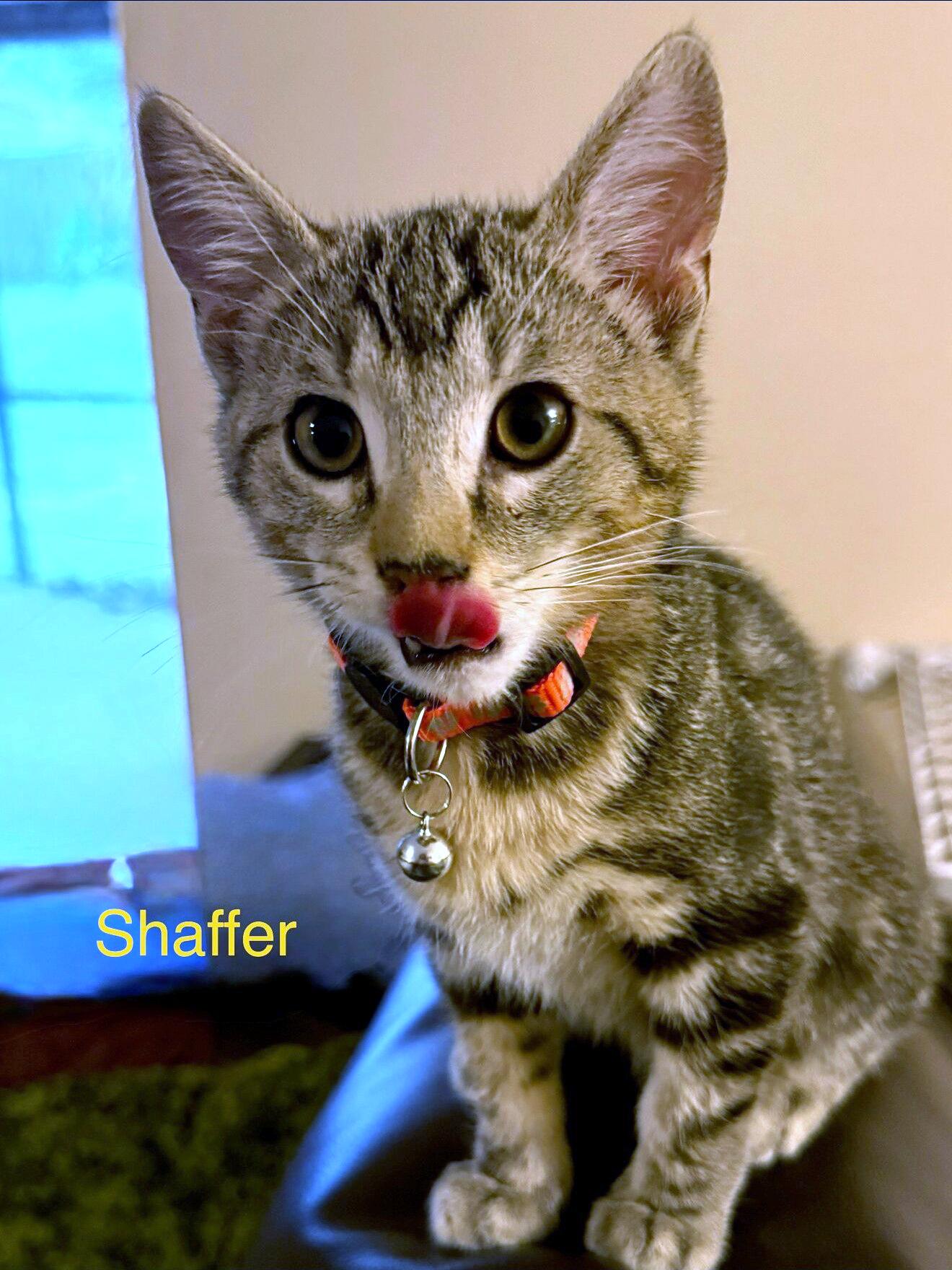Enlarge Shaffer, a ADOPTABLE mixed breed in Lake Monroe, FL image 2/2