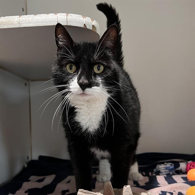 RAIN, Adoptable, Adult Female Domestic Short Hair.