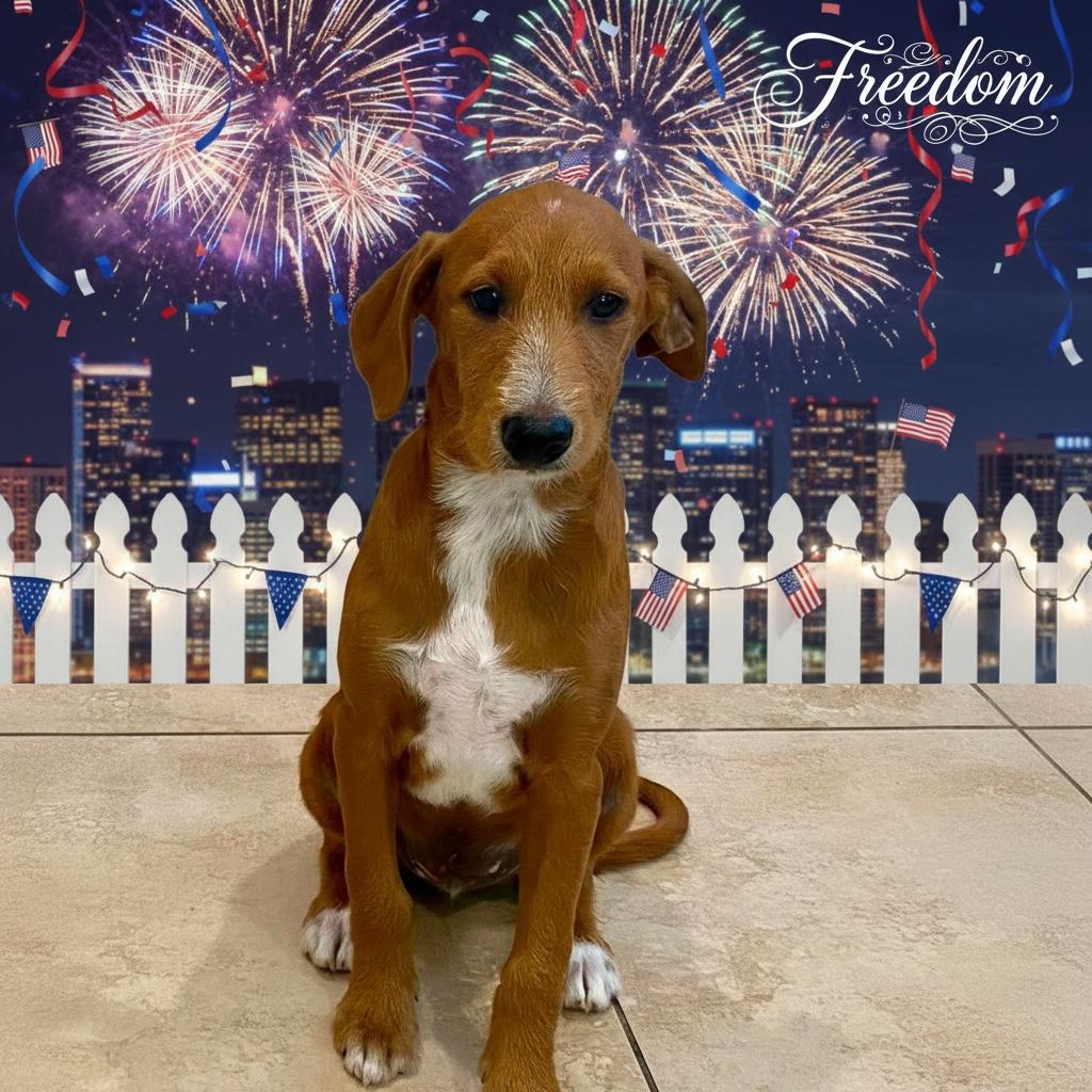 Freedom, Adoptable, Puppy Male Beagle & Standard Poodle.