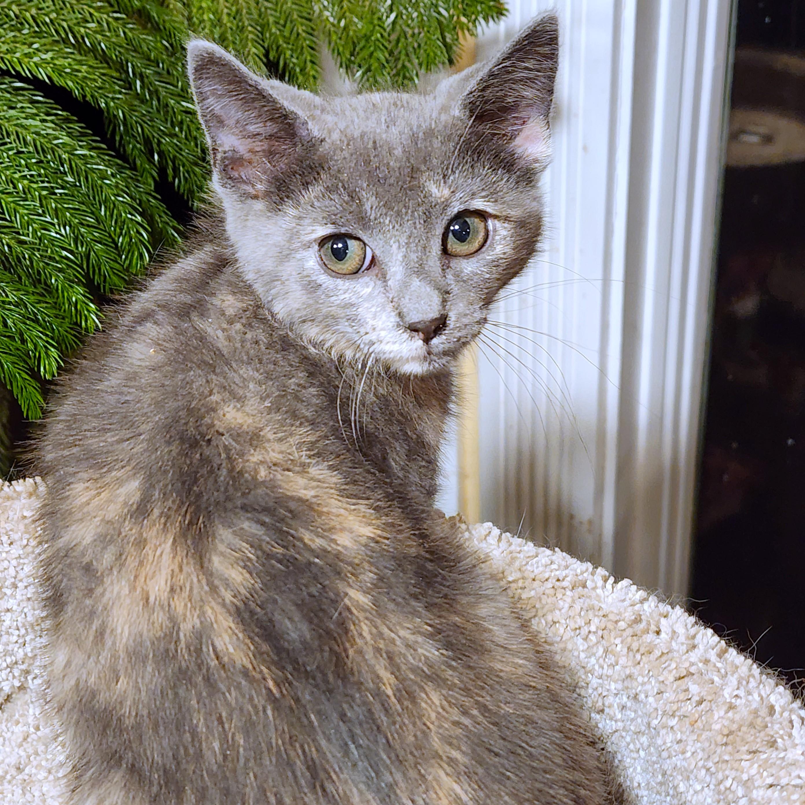 TREMENDOUS TOOTSIE! photo 6