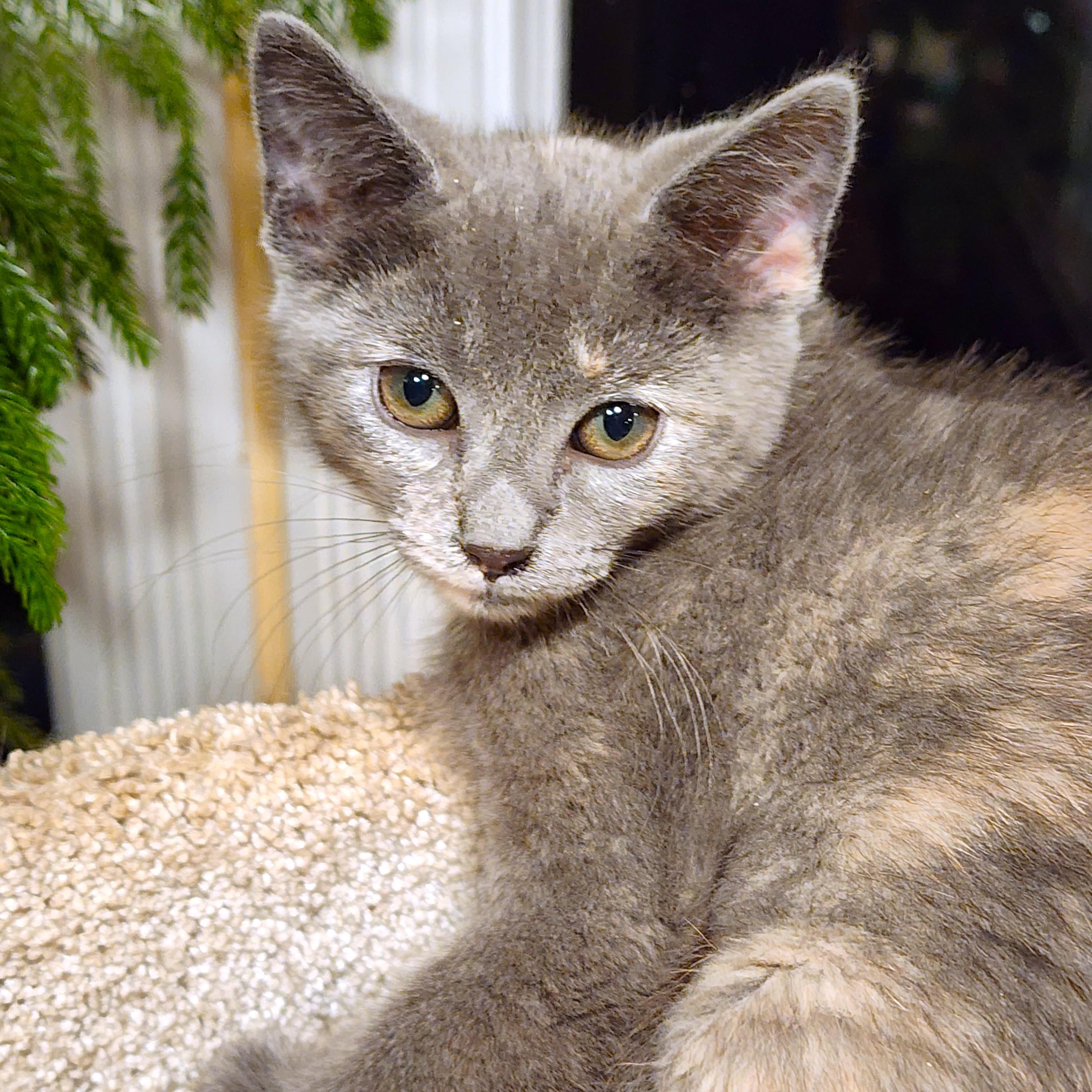 TREMENDOUS TOOTSIE!, Baby Female Russian Blue