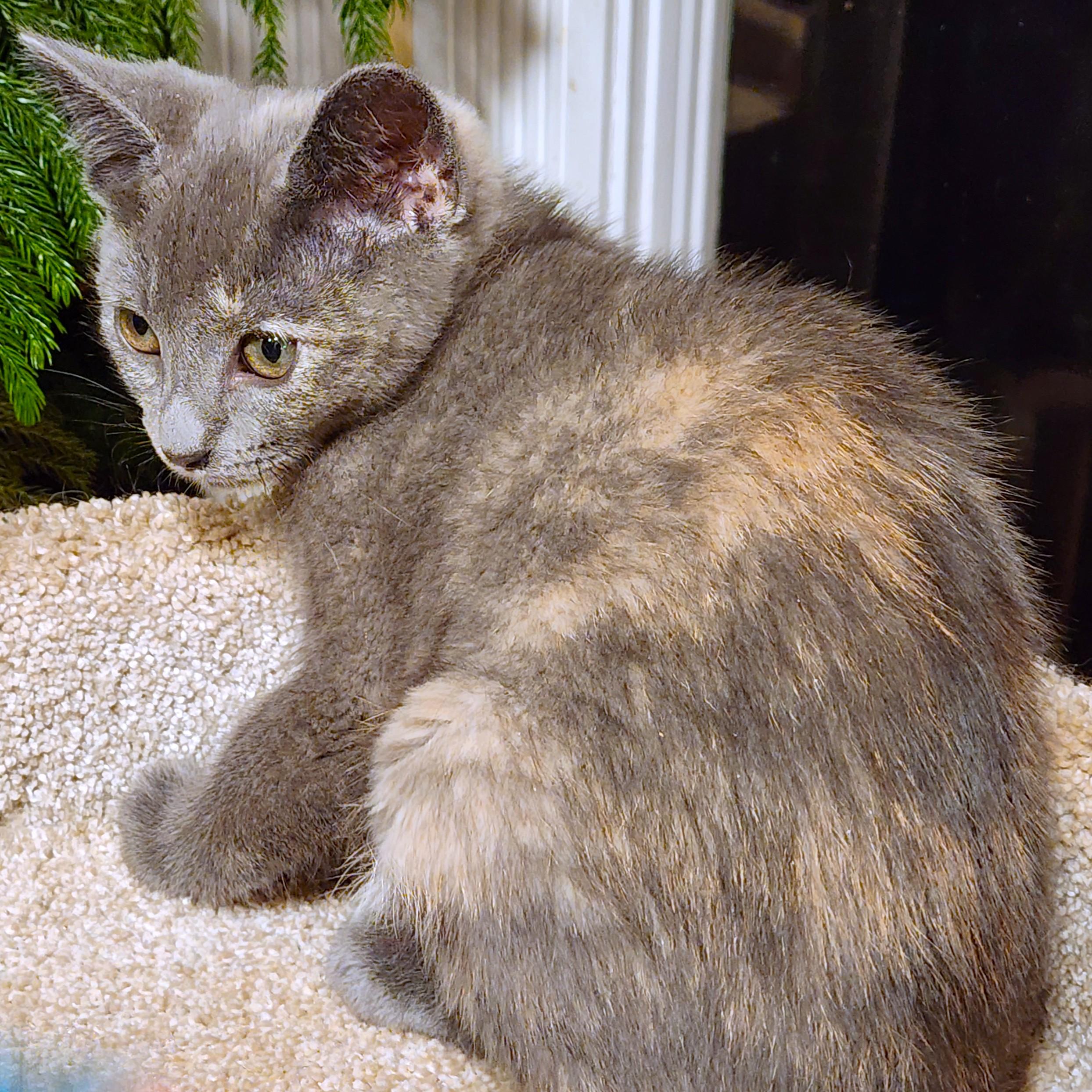 TREMENDOUS TOOTSIE! photo 4