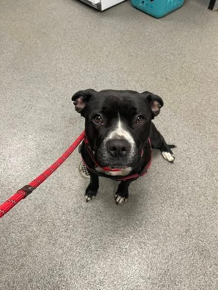 BELLADONNA, Adoptable, Young Female Pit Bull Terrier.