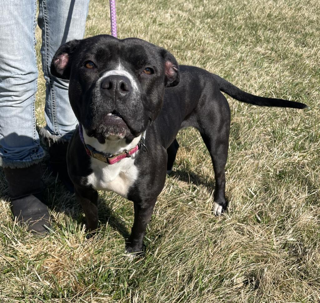 Enlarge BELLADONNA, a Adoptable Pit Bull Terrier in Fremont, OH image 2/2