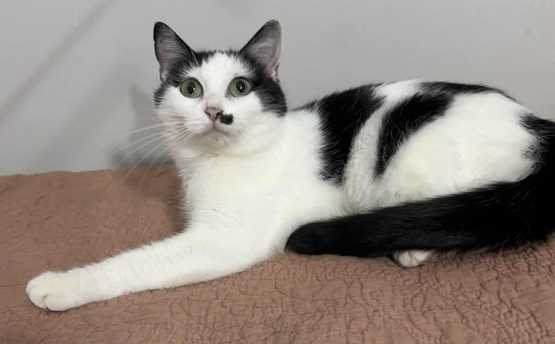 Chloe, Adoptable, Young Female Domestic Short Hair.