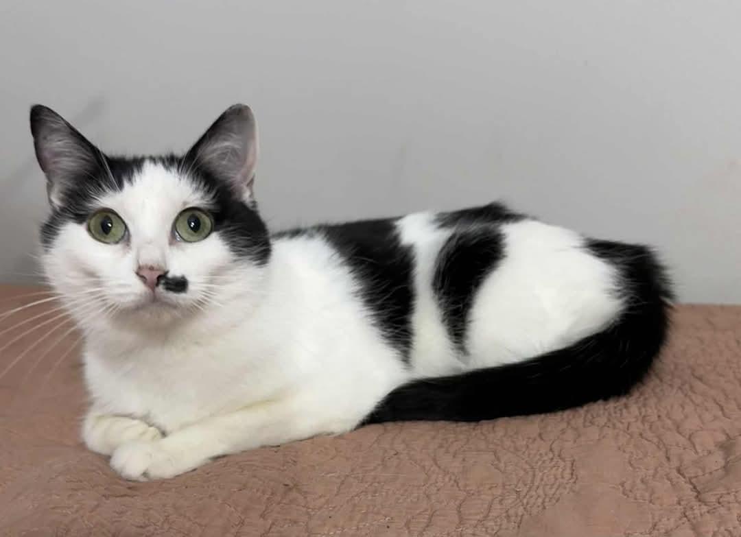 Enlarge Chloe, a Adoptable Domestic Short Hair in Lexington, MO image 2/2