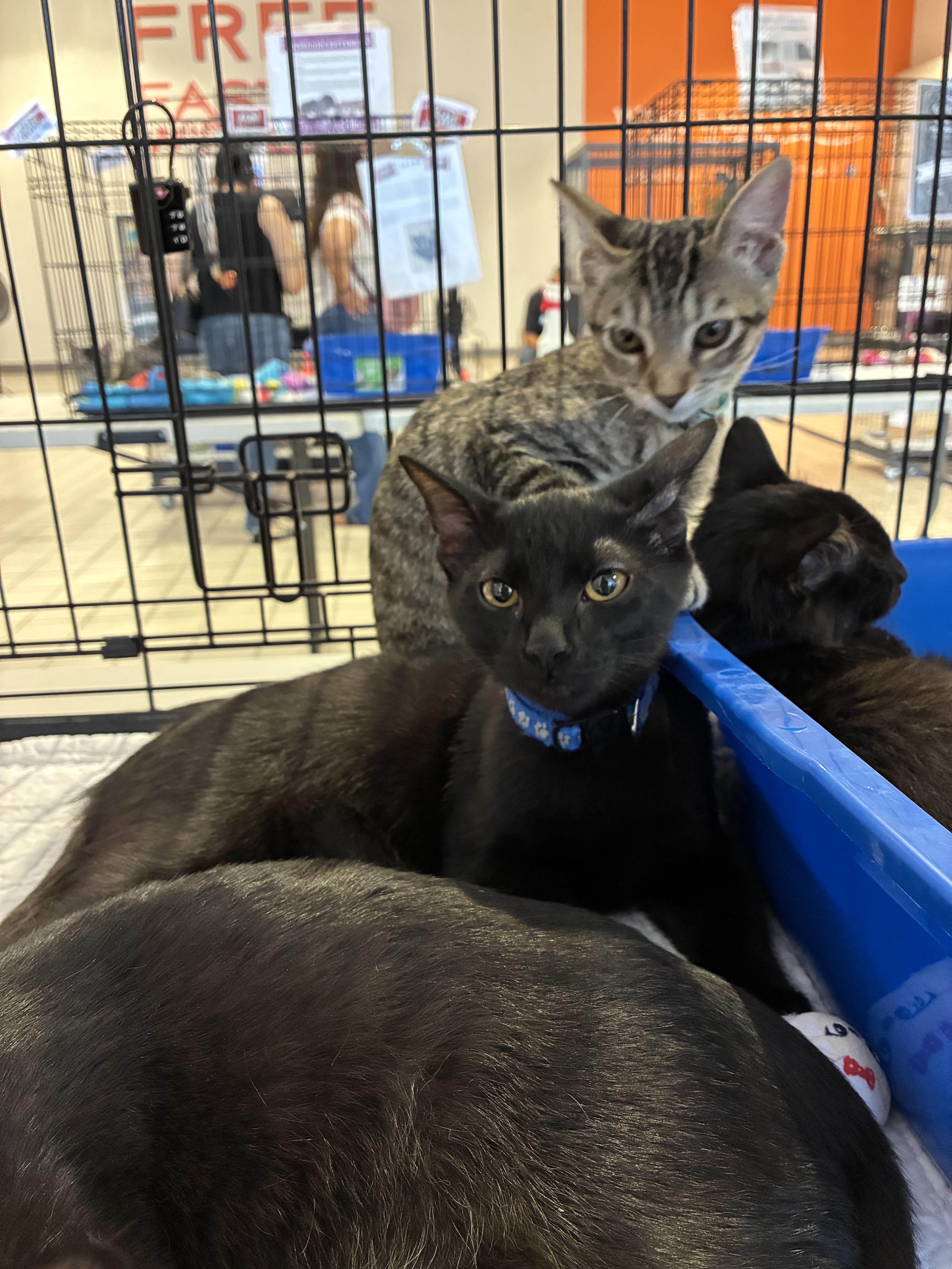 Murphy, a Adoptable Domestic Short Hair in Tracy, CA image 1/6