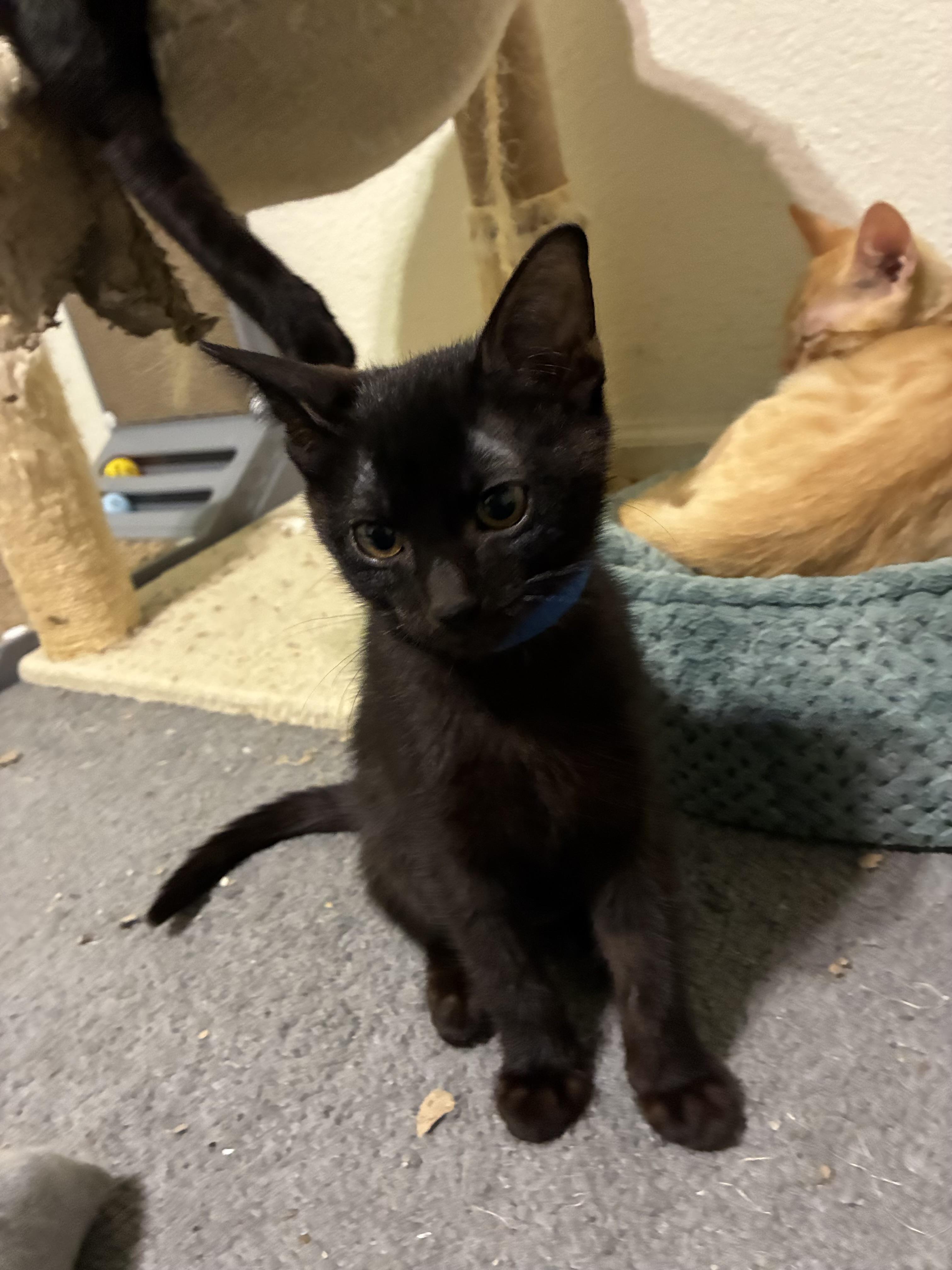 Murphy, a Adoptable Domestic Short Hair in Tracy, CA image 2/6