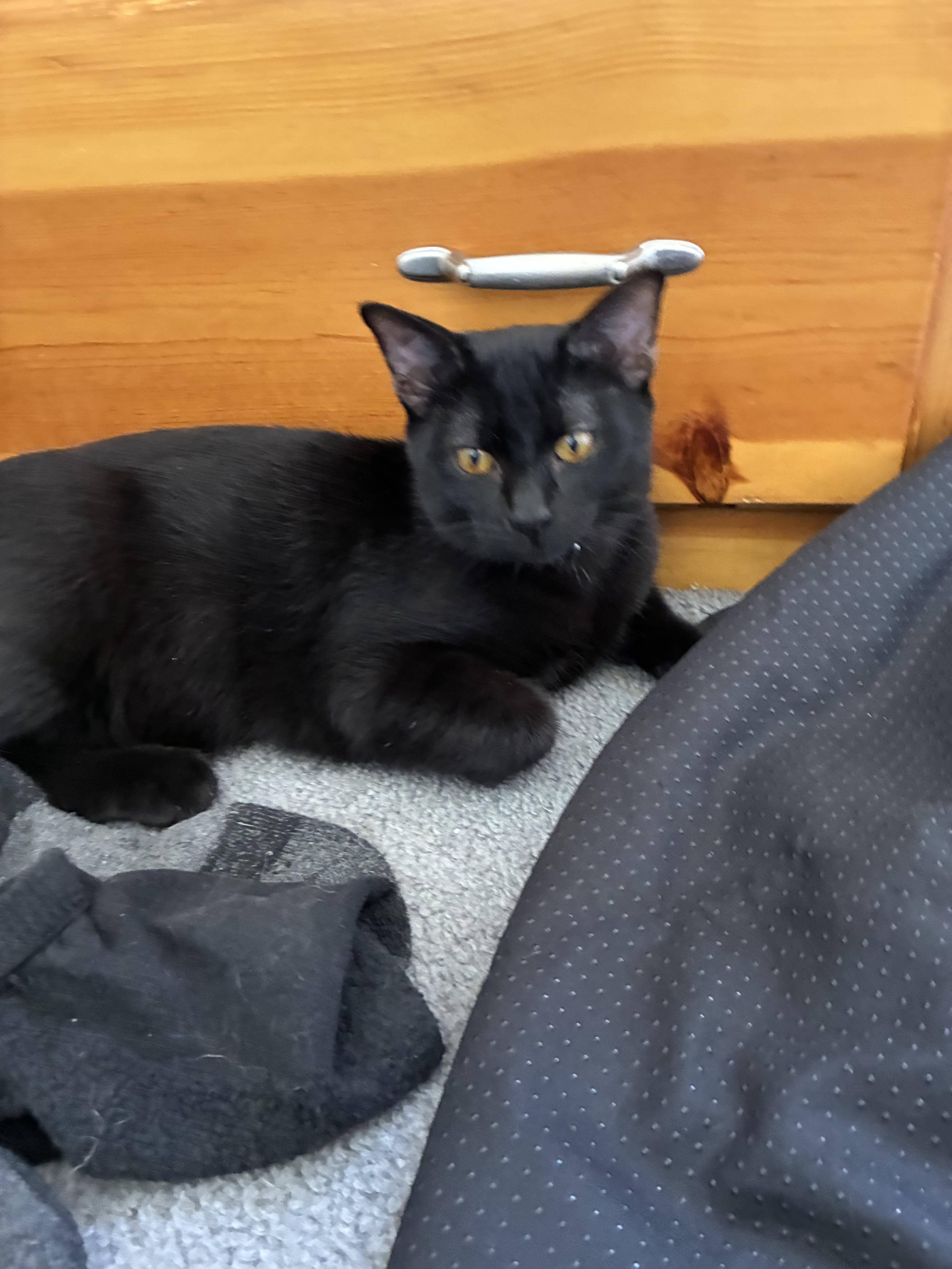 Murphy, a Adoptable Domestic Short Hair in Tracy, CA image 3/6