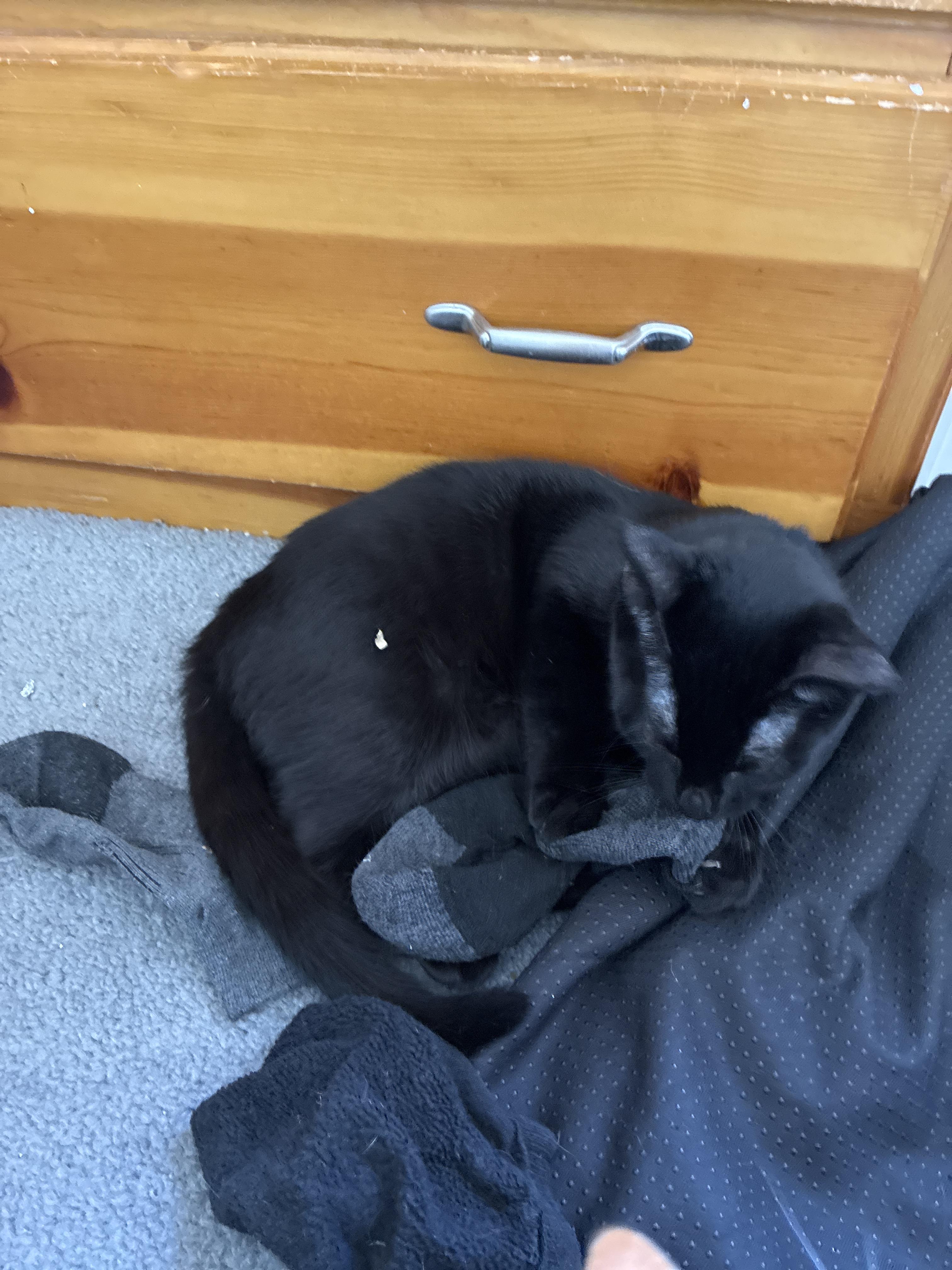 Murphy, a Adoptable Domestic Short Hair in Tracy, CA image 5/6