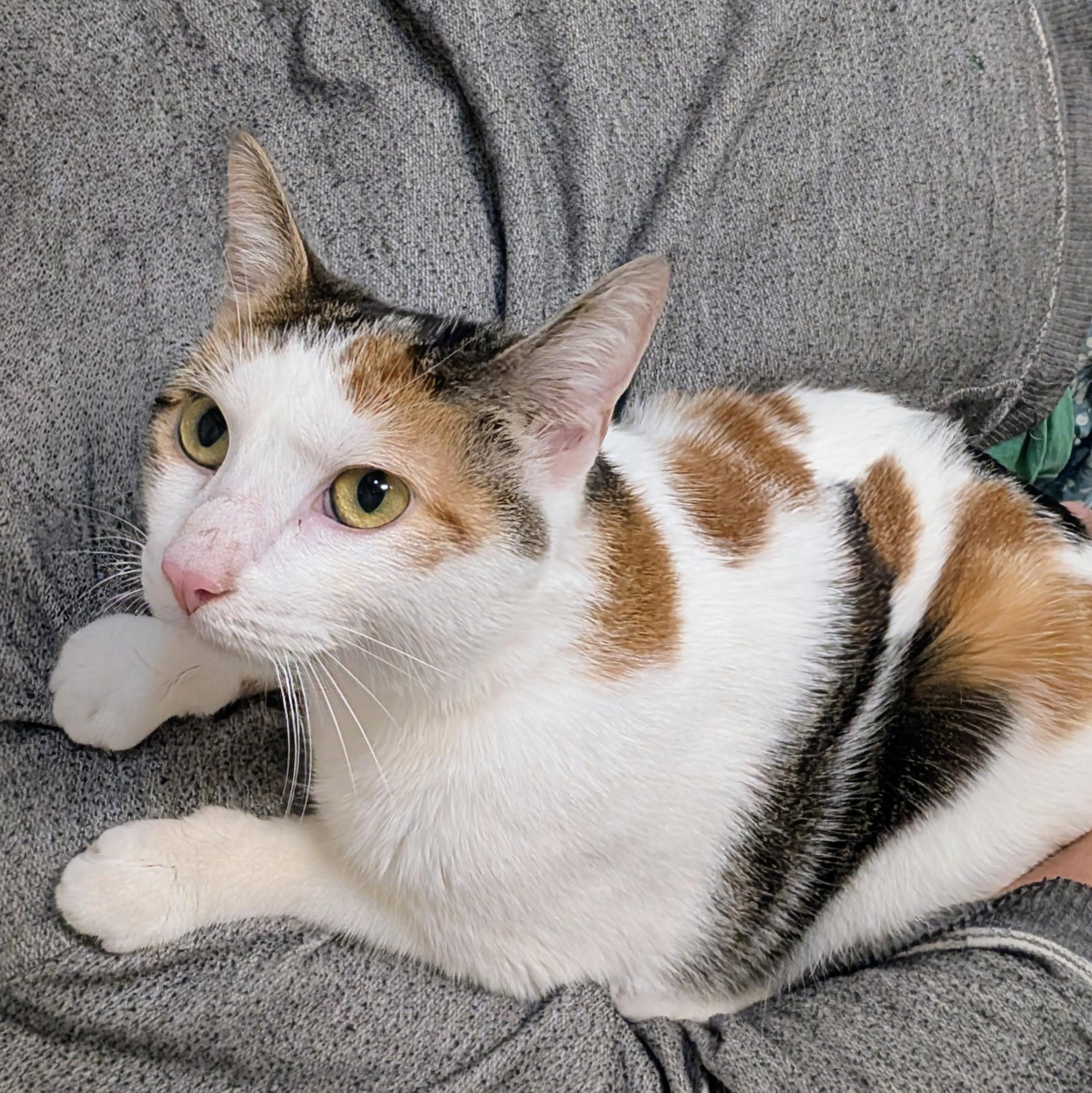 Wilma, Adoptable, Young Female Domestic Short Hair.