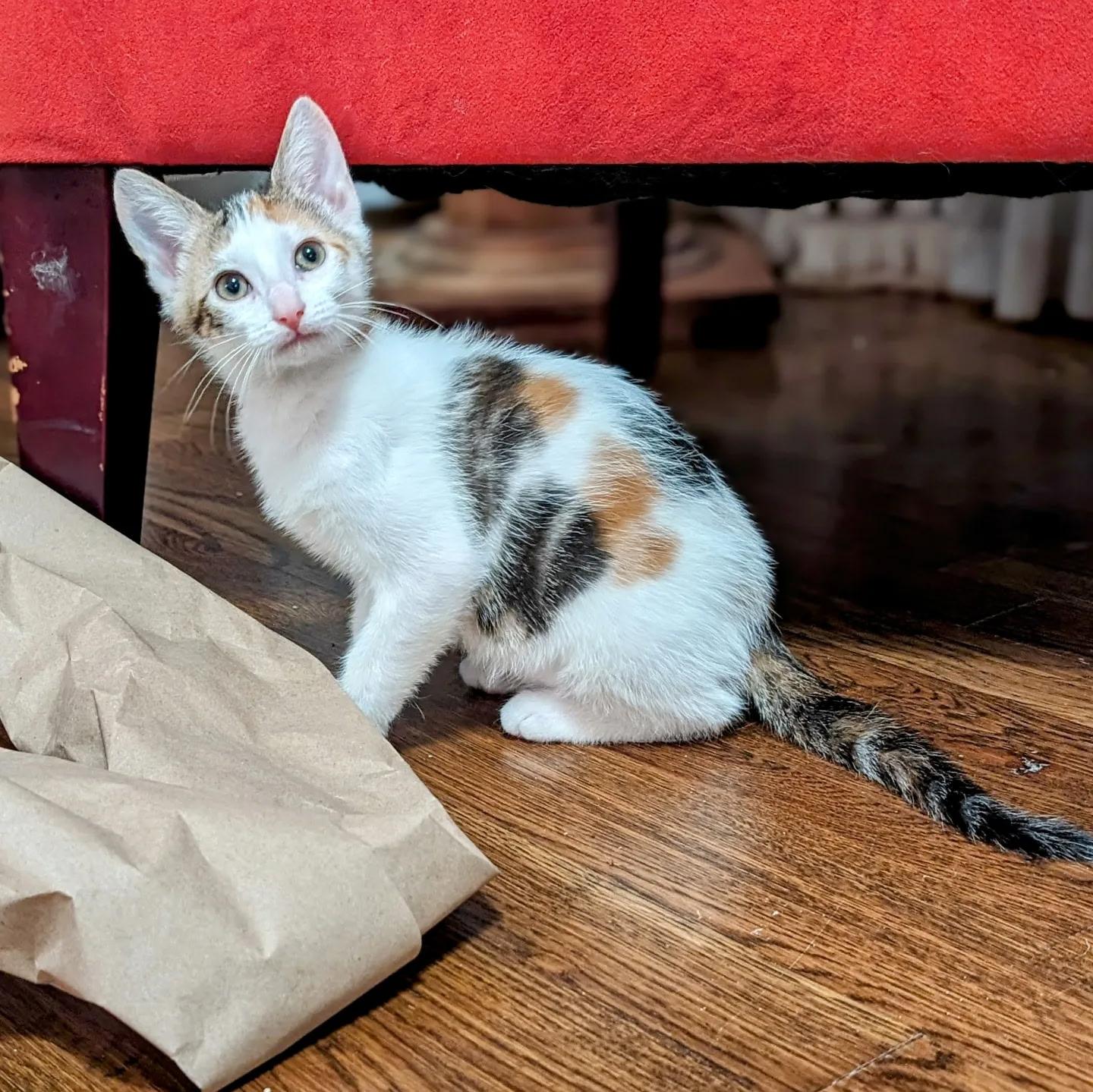 Enlarge Wilma, a Adoptable Domestic Short Hair in Greensboro, NC image 3/3