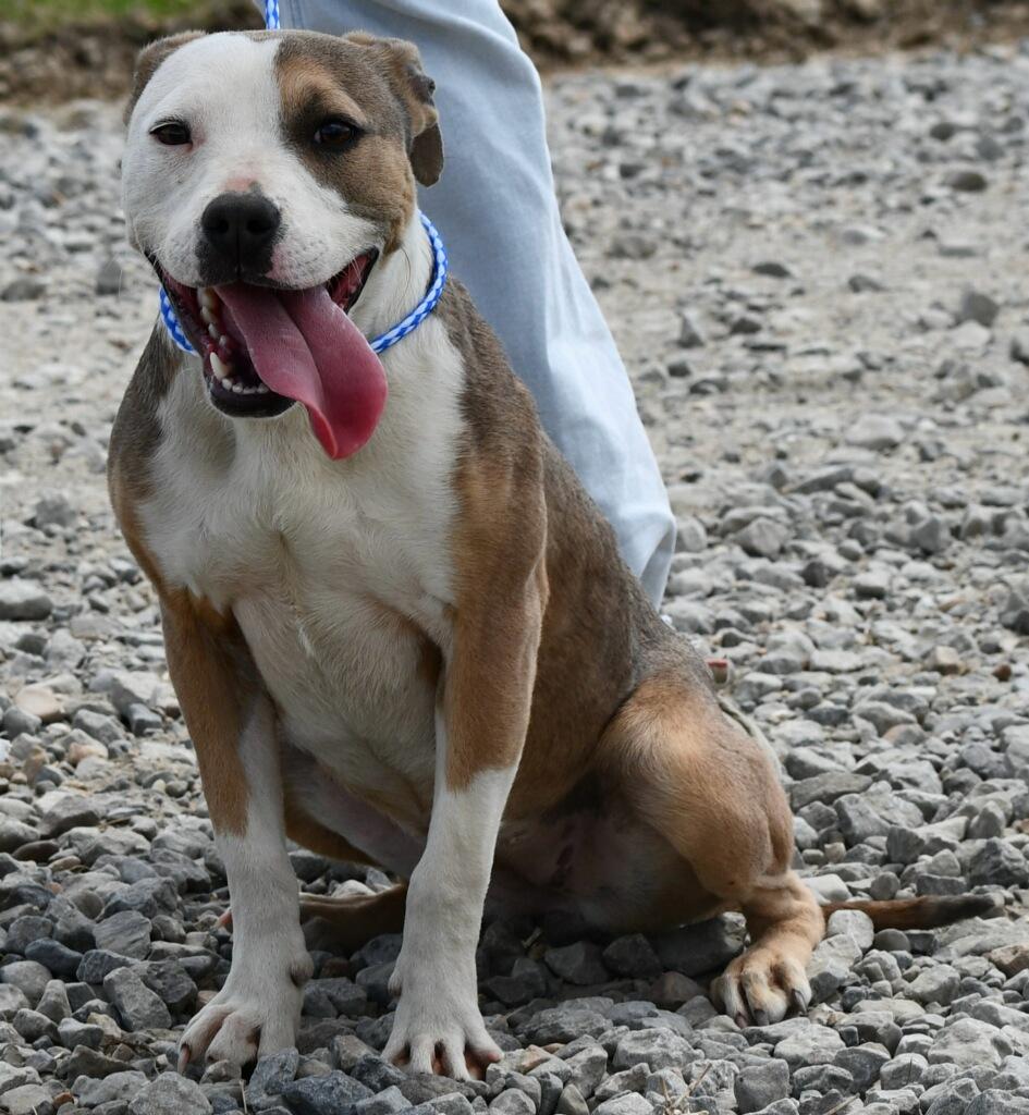 Enlarge Bess, a ADOPTABLE mixed breed in Des Arc, AR image 1/2