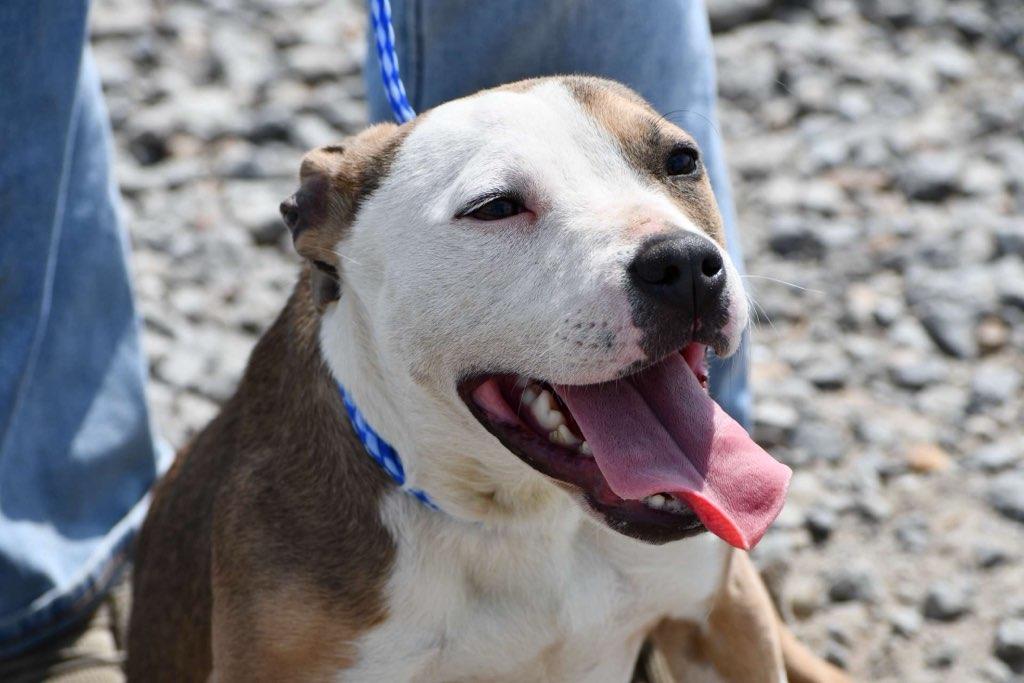 Enlarge Bess, a ADOPTABLE mixed breed in Des Arc, AR image 2/2