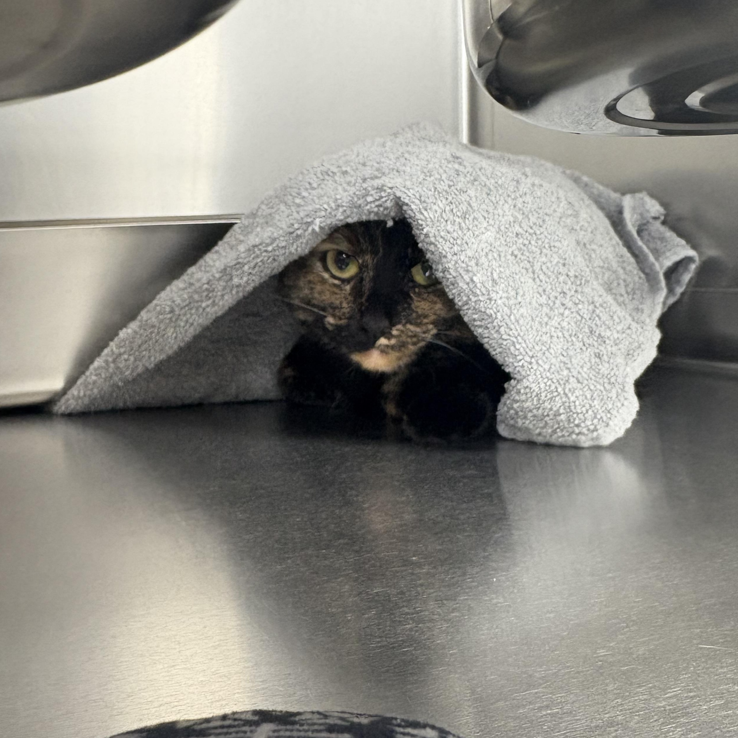 Enlarge Coco , a ADOPTABLE Domestic Short Hair in Saint Charles, MO image 4/4