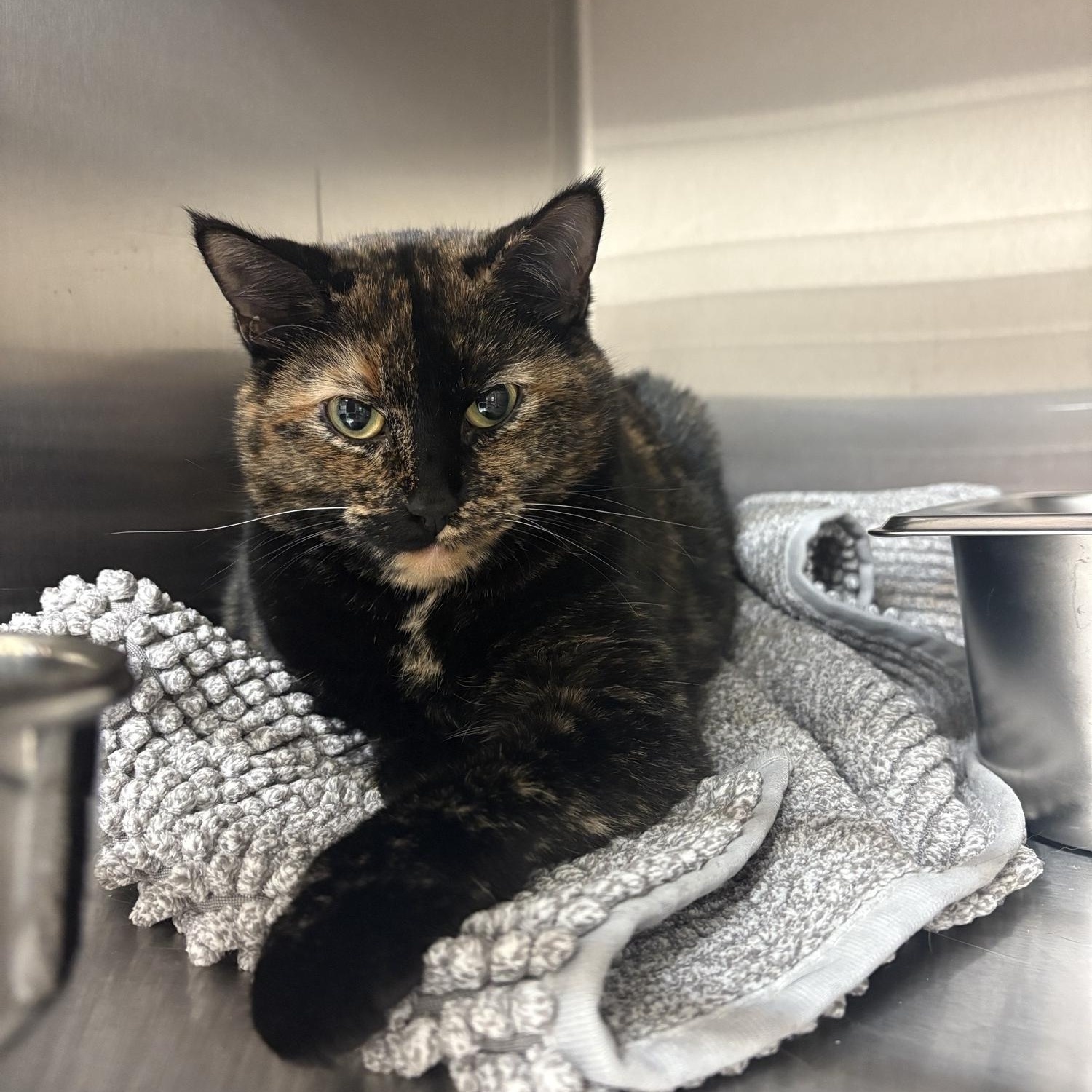 Enlarge Coco , a ADOPTABLE Domestic Short Hair in Saint Charles, MO image 2/4